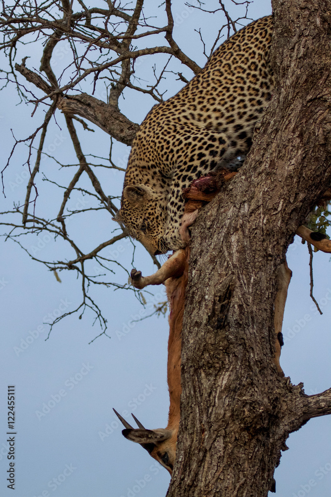 Obraz premium Great Kruger - Leopard on the tree