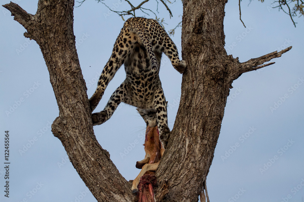 Great Kruger - Leopard on the tree Great Kruger - Leopard on the tree