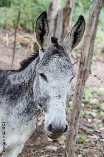 grey donkey closeup detail from a nicaraguan farm