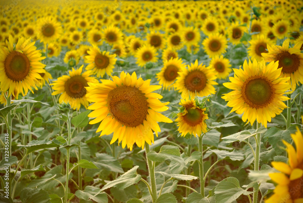 Happy Sunflowers