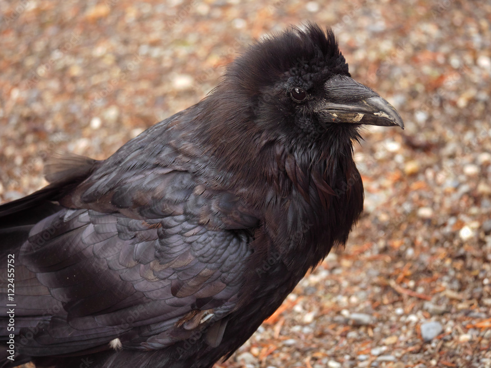 Fototapeta premium Fluffy Raven-Kootenay National Park