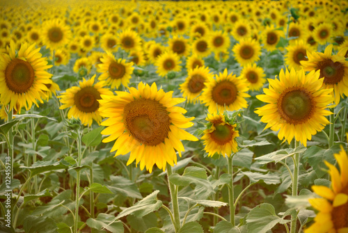 Fototapeta Naklejka Na Ścianę i Meble -  Happy Sunflowers