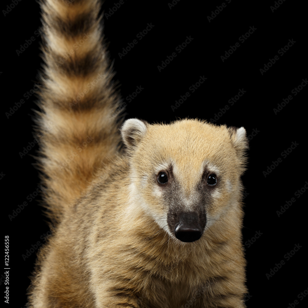Obraz premium Close-up South American coati, Nasua Looking in Camera Isolated on Black Background