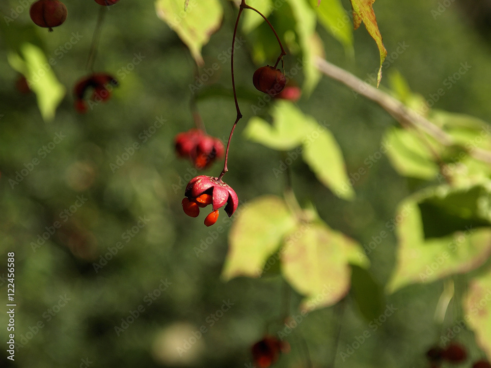 Fototapeta premium 星形のツリバナの赤い実