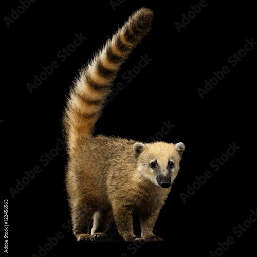 Quadro em tela Wild animal South American coati, Nasua Standing and Posing, Looking in Camera w