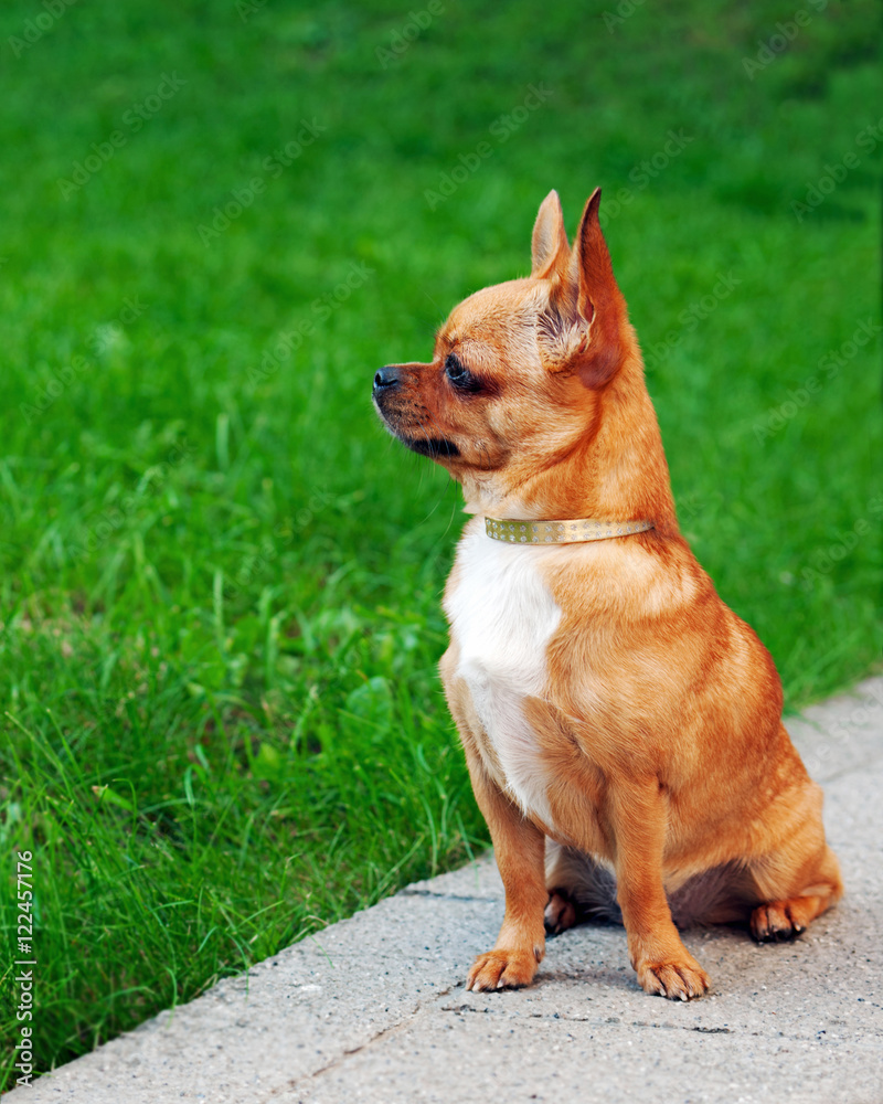 Red chihuahua dog sitting on green grass and looks into the distance. Red chihuahua dog sitting on green grass and looks into the distance.