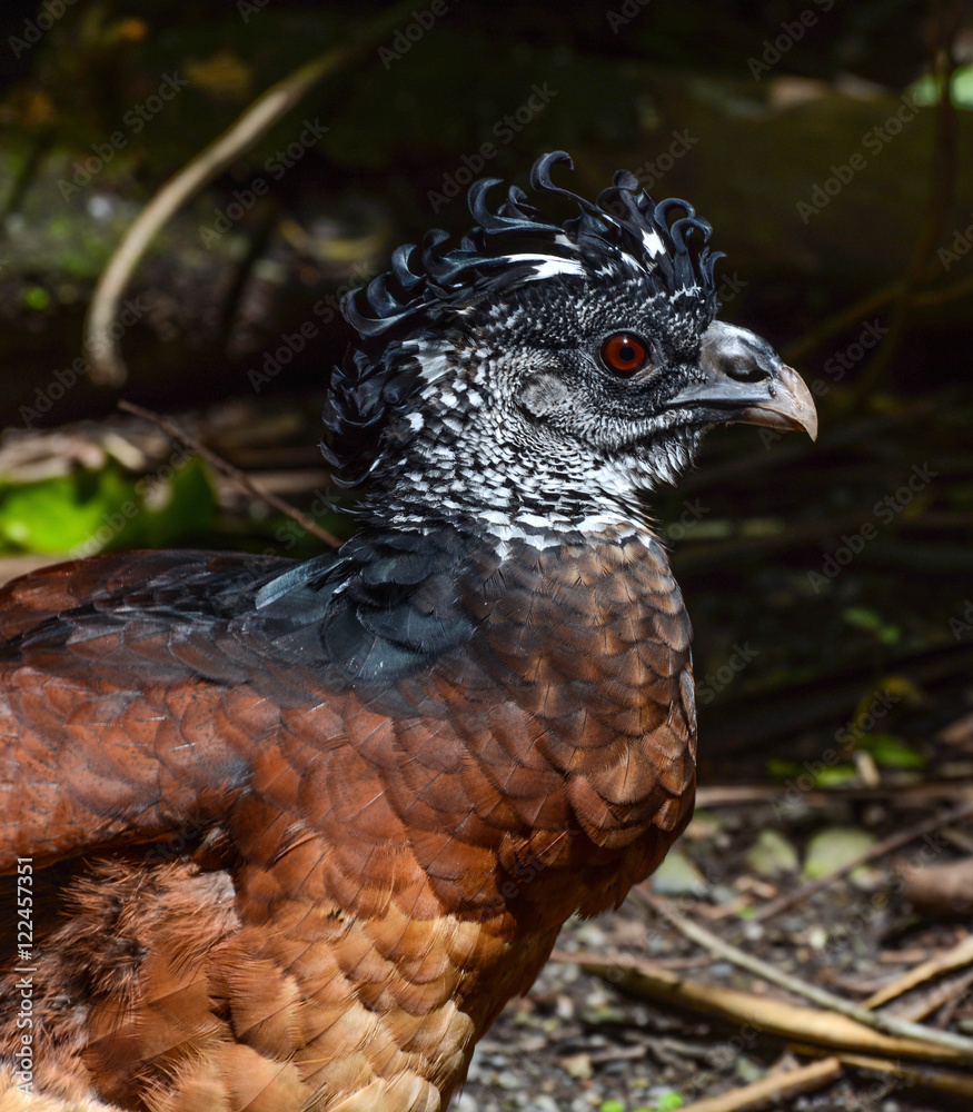 Closeup bird portrait of a great curassow female, scientific name Crax rubra