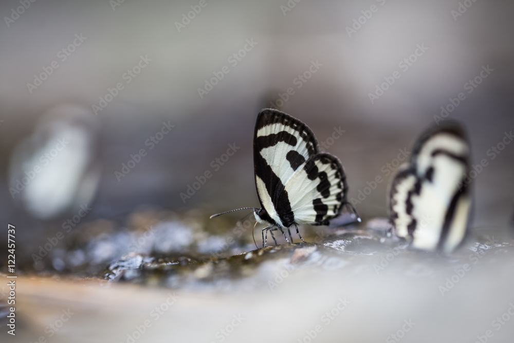 Naklejka premium little butterflies on wet rock