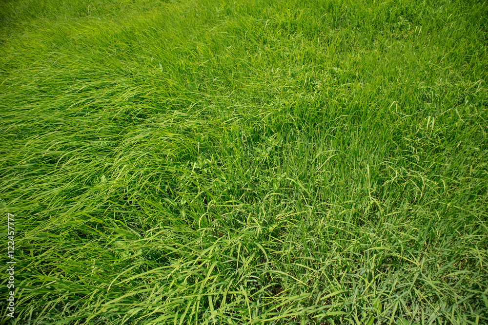 Rice Field Rice Field