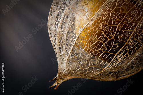 cape gooseberry in casing looking through to fruit
