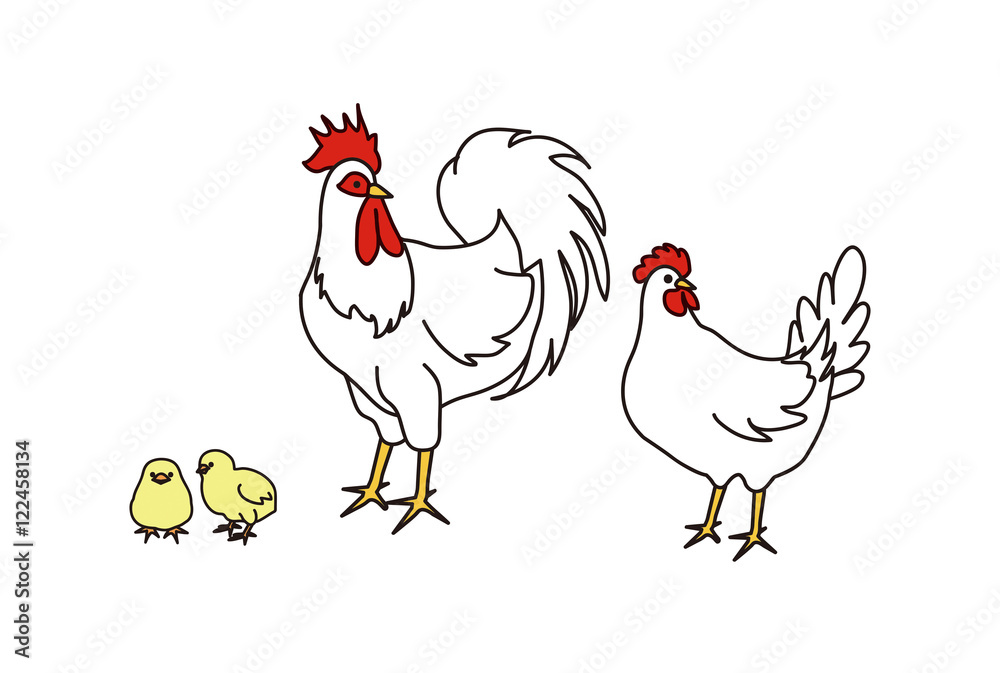 Fototapeta premium ニワトリ 干支 レグホン 振り向く