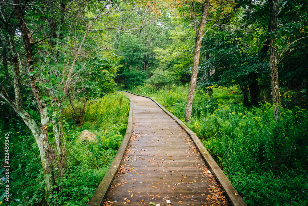 Fototapeta premium Boardwalk path along the Limberlost Trail in Shenandoah National