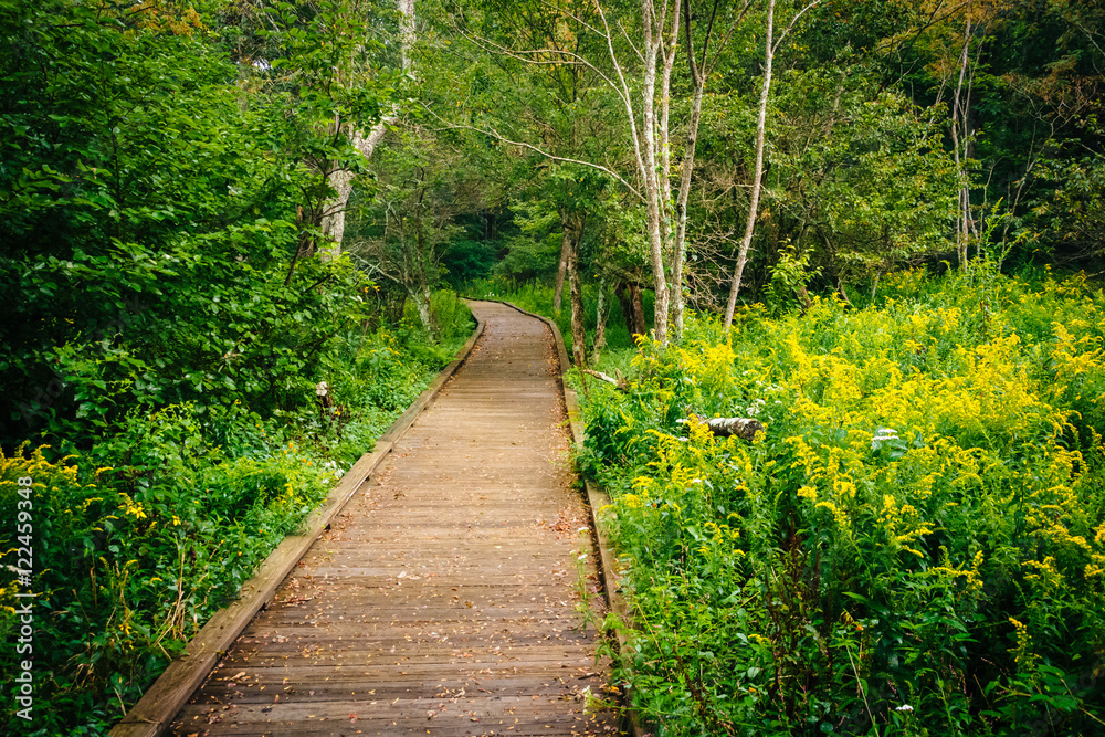Obraz premium Ścieżka spacerowa wzdłuż Limberlost Trail w Shenandoah National