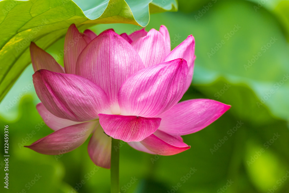 The Lotus Flower.Background is the lotus leaf.