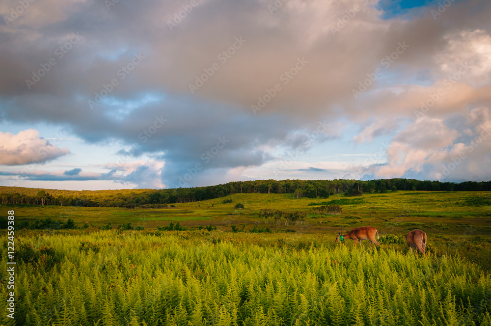 Deer and ferns in Big Meadows at sunset, in Shenandoah National