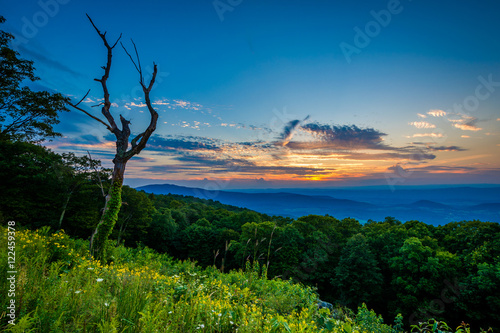Dead tree and sunset over the Shenandoah Valley, seen from Skyli