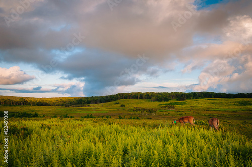 Deer and ferns in Big Meadows at sunset  in Shenandoah National