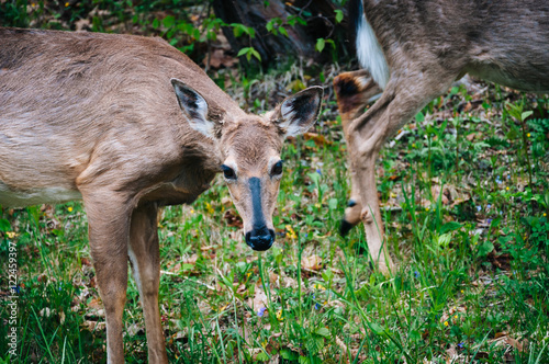 Deer seen along Skyline Drive, in Shenandoah National Park, Virg