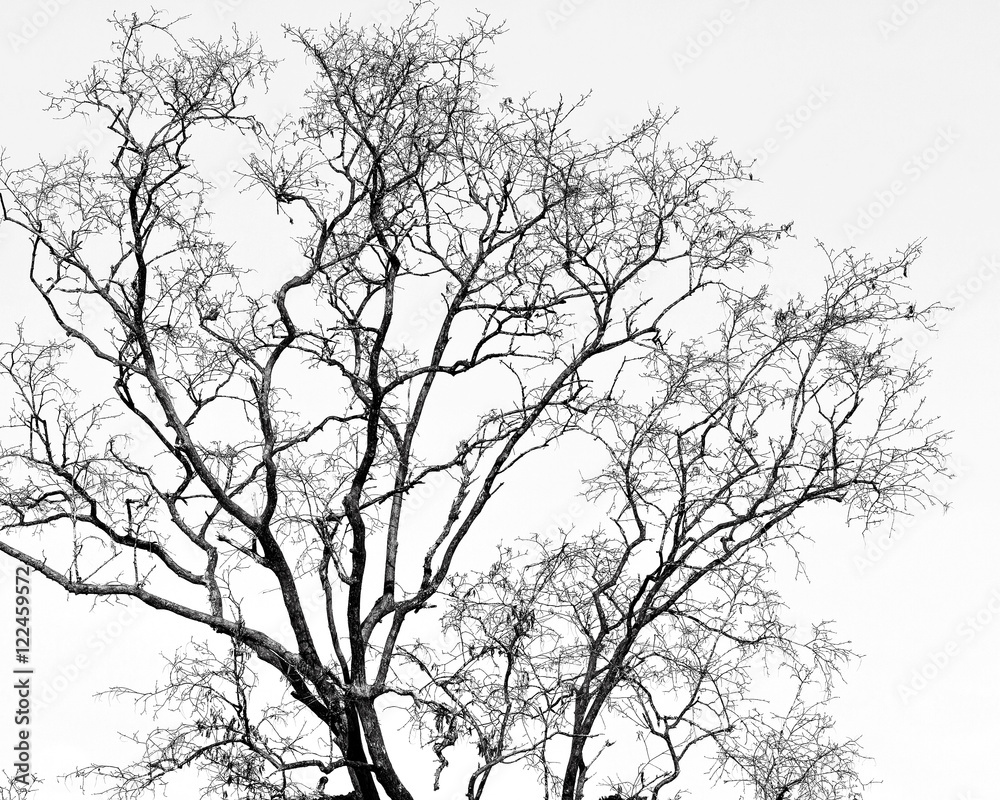 Black and white of dry tree branches