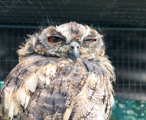 Funny sleepy owl with one eye open