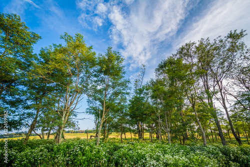 Obraz na płótnie Plants and trees at Big Meadows, in Shenandoah National Park, Vi