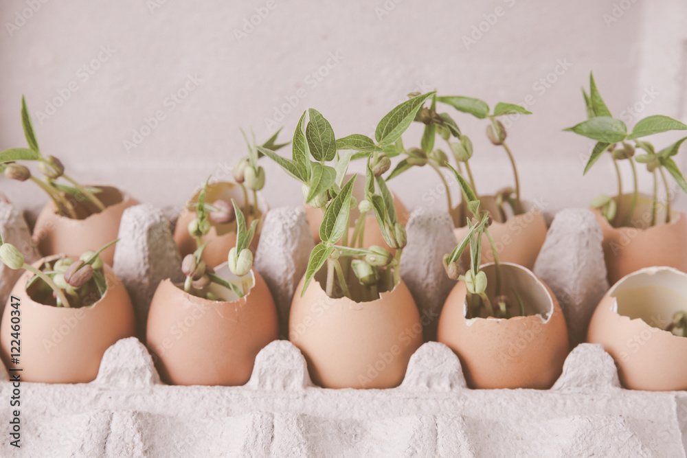young plants in eggshells,soft selective focus, eco concept young plants in eggshells,soft selective focus, eco concept