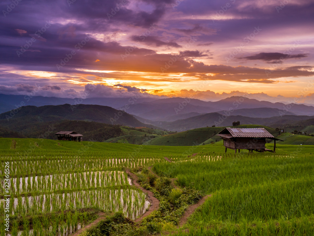Sunset and Green Terraced Rice Field in Pa Pong Pieng , Mae Chae