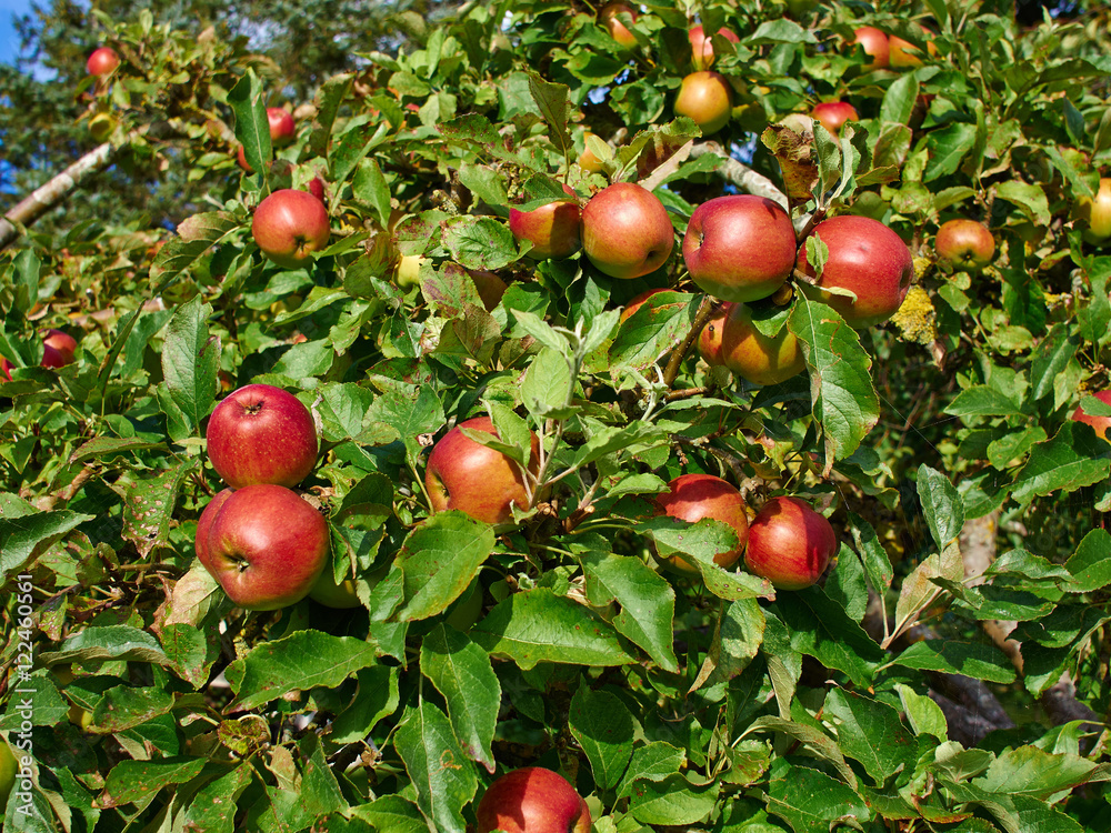 Obraz premium Red apples on branch