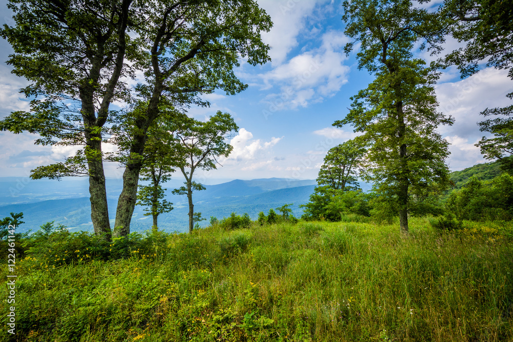 Trees at Jewell Hollow Overlook, on Skyline Drive in Shenandoah Trees at Jewell Hollow Overlook, on Skyline Drive in Shenandoah