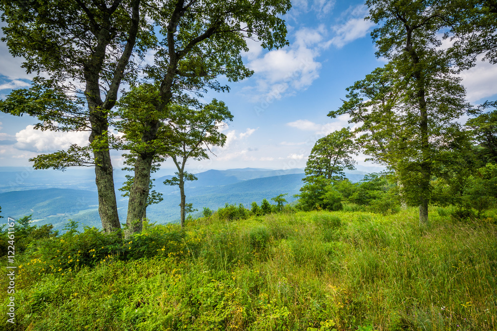 Trees at Jewell Hollow Overlook, on Skyline Drive in Shenandoah Trees at Jewell Hollow Overlook, on Skyline Drive in Shenandoah