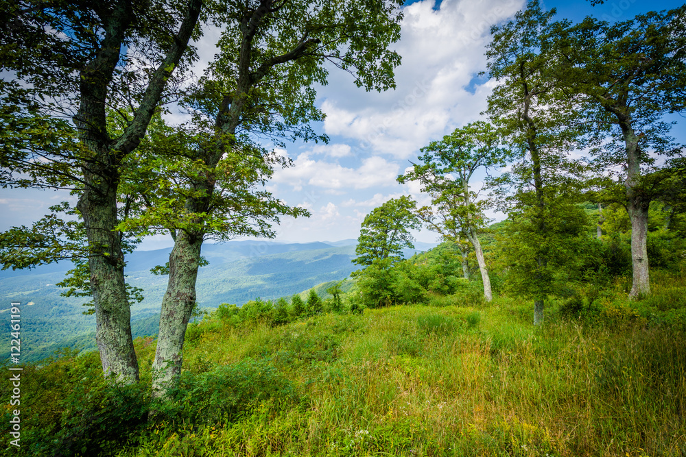 Fototapeta premium Trees at Jewell Hollow Overlook, on Skyline Drive in Shenandoah