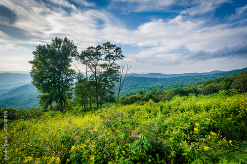 Trees and view of the Blue Ridge Mountains in Shenandoah Nationa