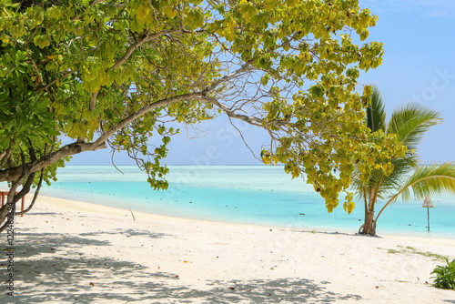 Fototapeta Naklejka Na Ścianę i Meble -  Green tree and palm on white sand beach. Maldives island.