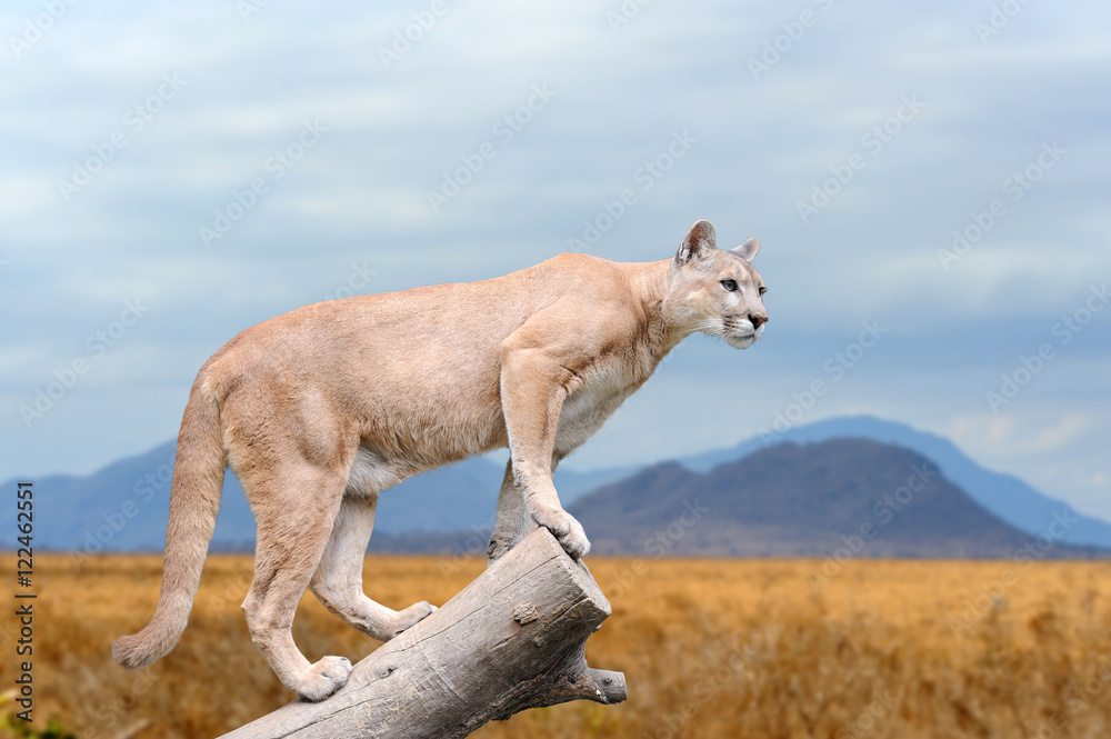 Naklejka premium Puma stoi na drzewie