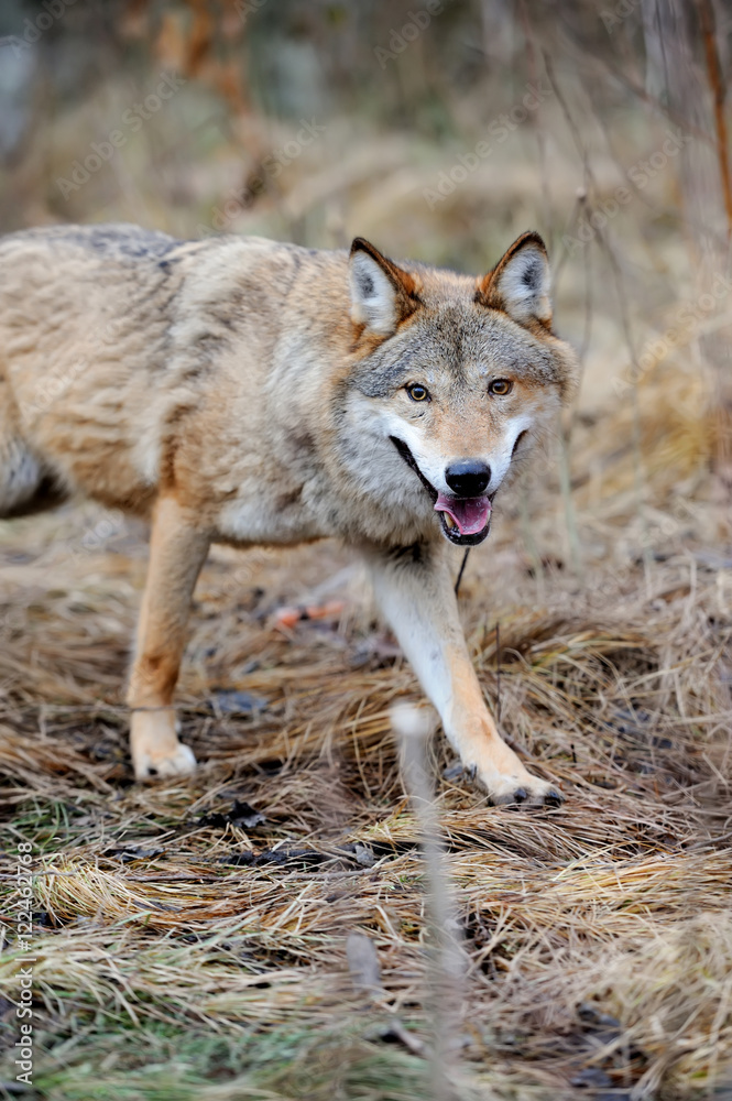 Wild wolf in forest Wild wolf in forest