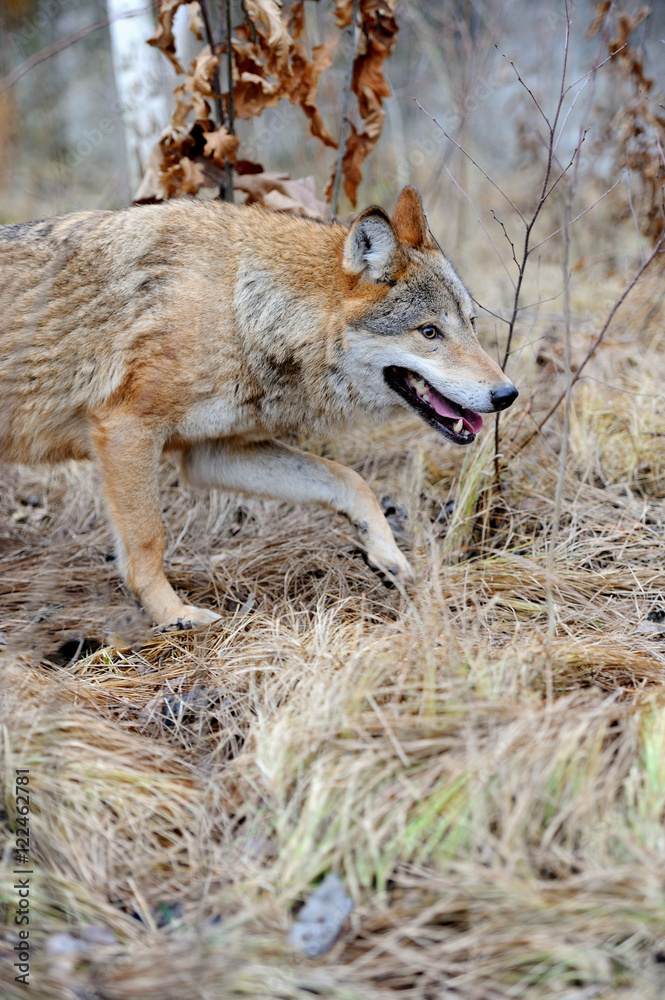 Wild wolf in forest Wild wolf in forest