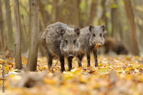 Wild boar in autumn forest
