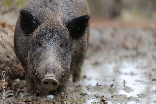 Wild boar in autumn forest