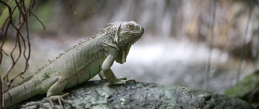 Fototapeta premium Green iguana with scaly skin near the pond in the forest