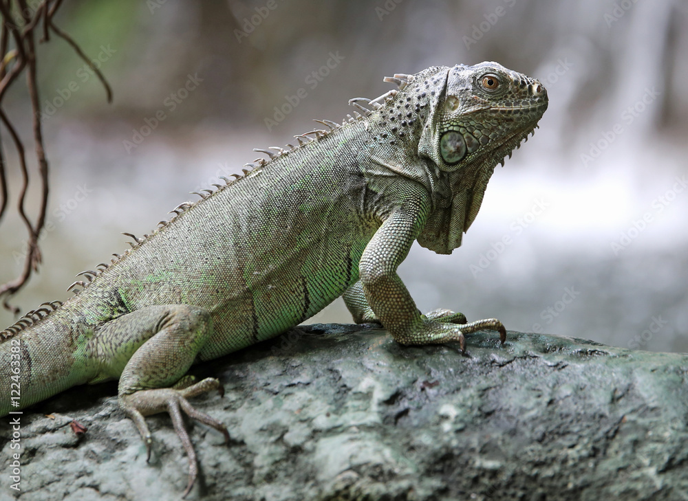 green iguana with long legs near the waterfall of forest green iguana with long legs near the waterfall of forest