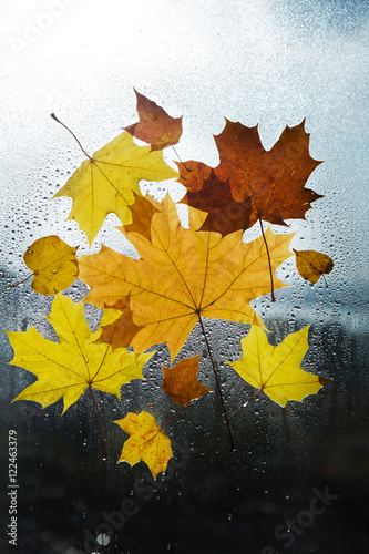 Fall  autumn  leaves background. Autumn leaves on glass with rain droplets.    