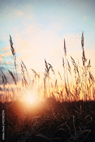 Sunny summer field