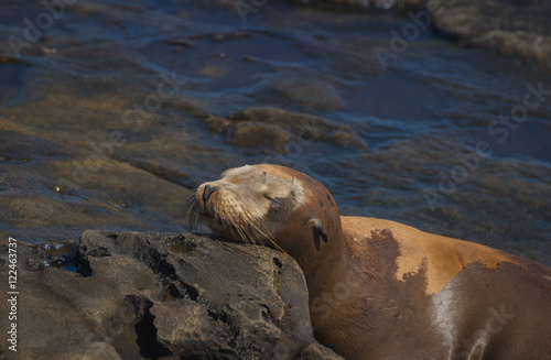 Sea Lion Relaxing On A Rock In La Jolla Beach Near San Diego, California