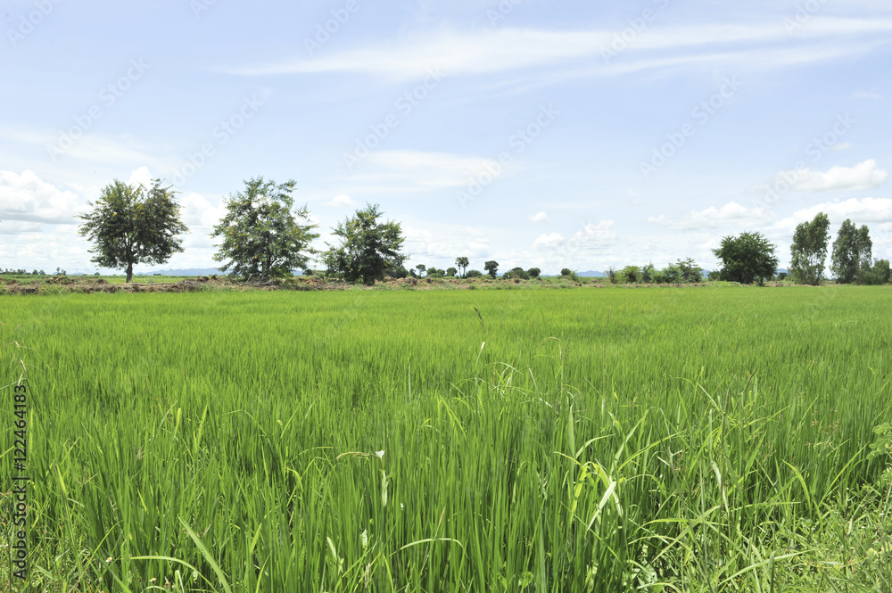 Obraz premium cornfield