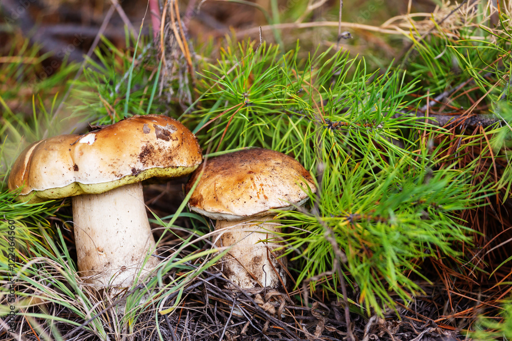 Mushrooms Mushrooms