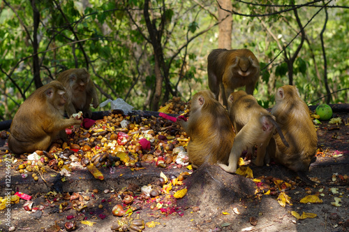 macaca monkey family eating lot of fruits, Phuket Thailand.