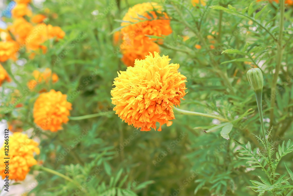 marigold flowers marigold flowers