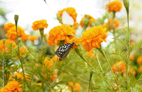 marigold flowers © weerachaiphoto