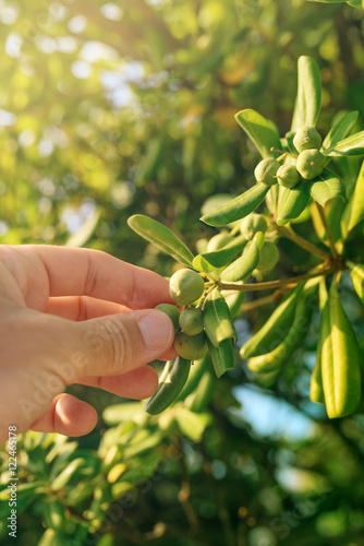 Farmer picking olive like fruit from oleaster shrub