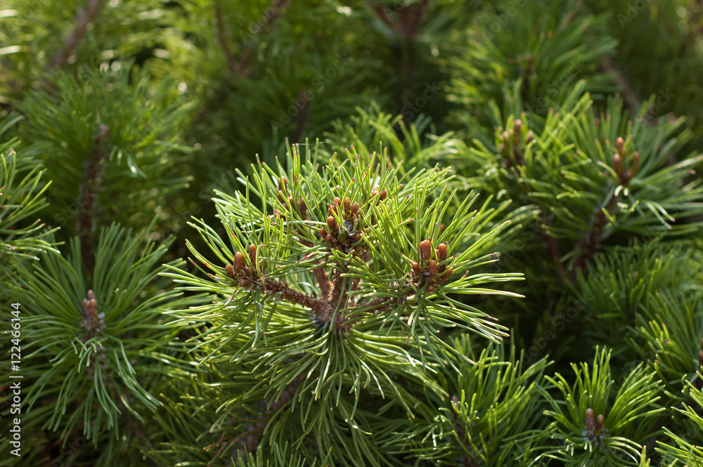 The top branches of a pine close up. The top branches of a pine close up.